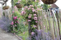 den engelska trädgården pergola ros valdemar cottageträdgården cottage garden kastanjestaket