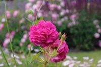 den engelska trädgården helenium moerheim beauty