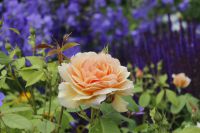 den engelska trädgården austinros grace stäppsalvia salvia nemorosa caradonna