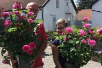 den engelska trädgården austinros gertrude jekyll plantshop plantskola